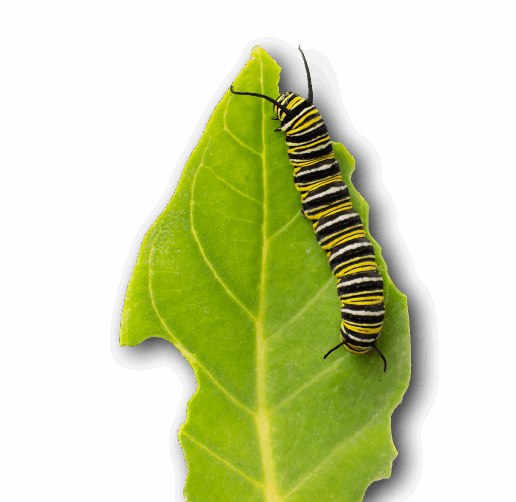 Feuille et chenille