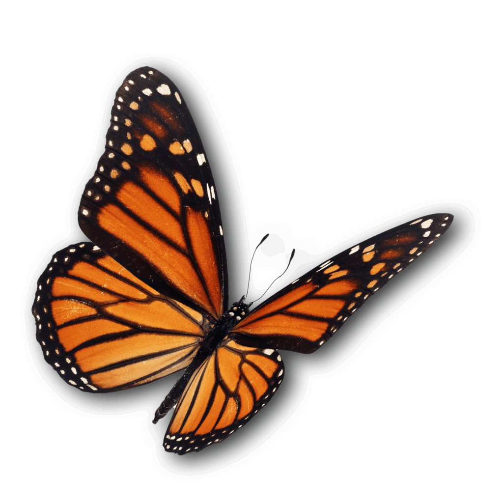 Papillon
